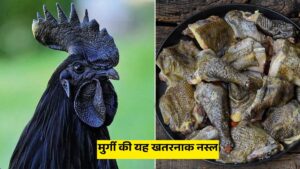 Kadaknath Farming