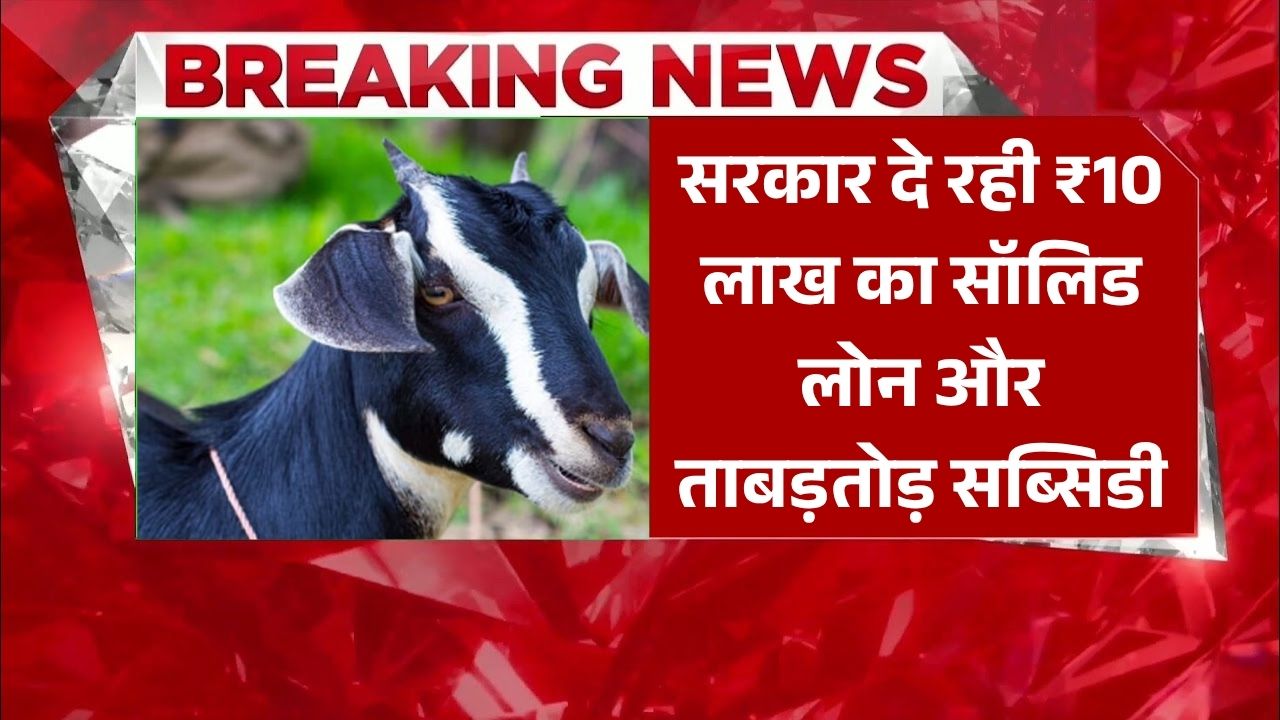 Goat Farming Loan 2026