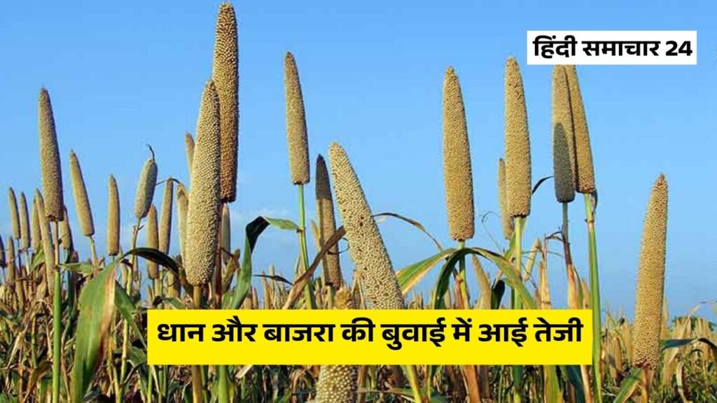 धान और बाजरा की बुवाई में आई तेजी, पर इन बड़ी फसलों का रकबा घटा, देखें पूरा आंकड़ा