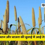 धान और बाजरा की बुवाई में आई तेजी, पर इन बड़ी फसलों का रकबा घटा, देखें पूरा आंकड़ा